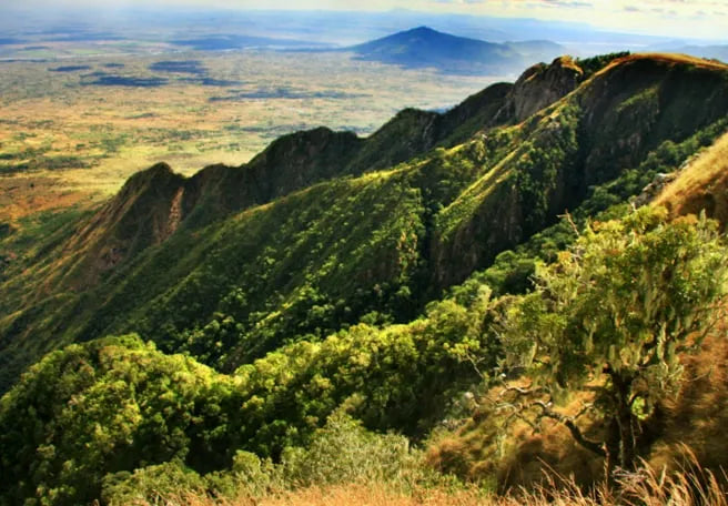 Nutcellars, NMT, and the story of Malawi macadamia