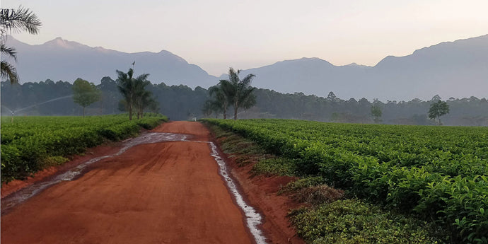 Fairtrade practice - what does it mean and why should it matter for macadamia nut farmers?