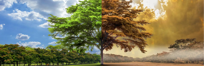 Sustainable eating habits you can adopt today