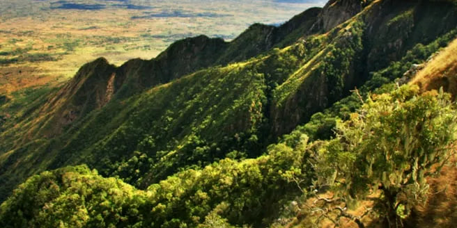 Nutcellars, NMT, and the story of Malawi macadamia