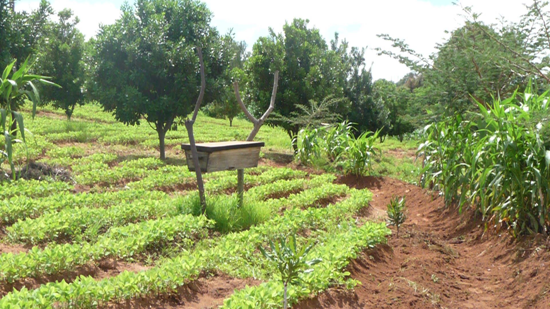Food now, macadamias later: climate-smart farming in Malawi