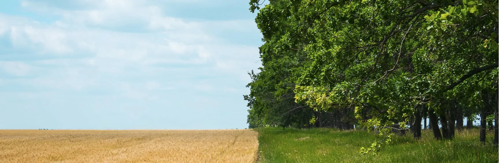 Regenerative food systems - the necessary step up from organic?