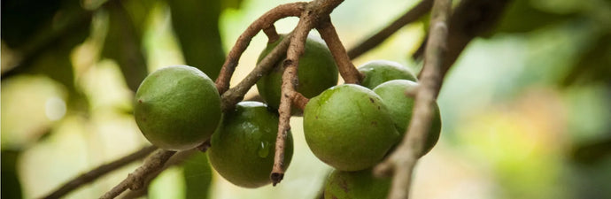 When it comes to sustainability, not all nuts are created equal