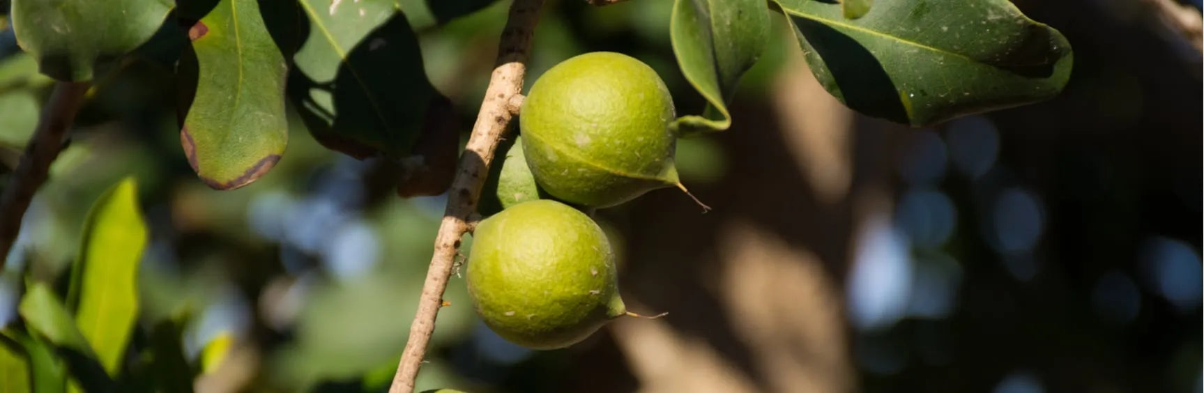 Why are macadamia nuts so expensive?
