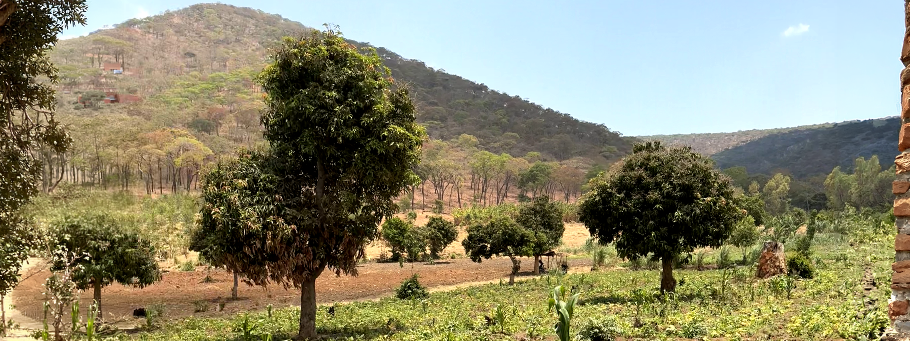 Food now, macadamias later: climate-smart farming in Malawi