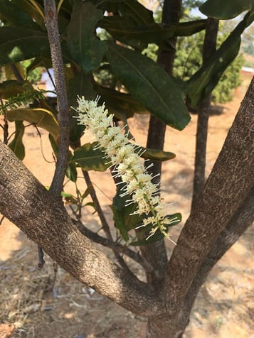 macadamia