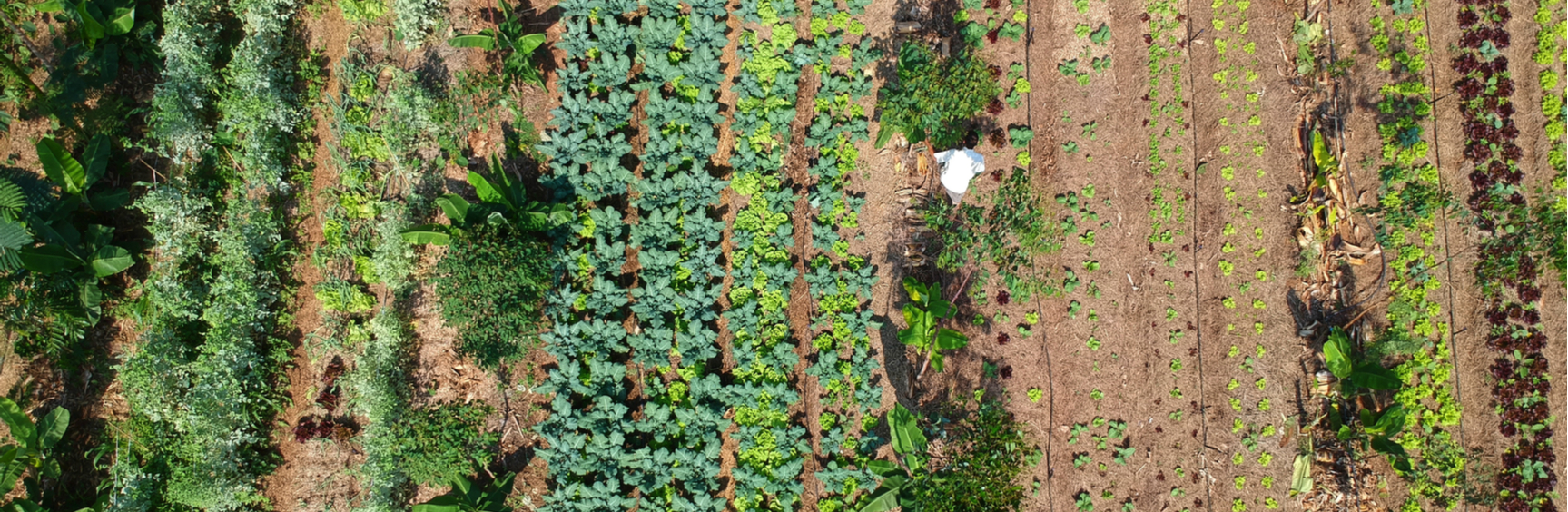 Agroecology