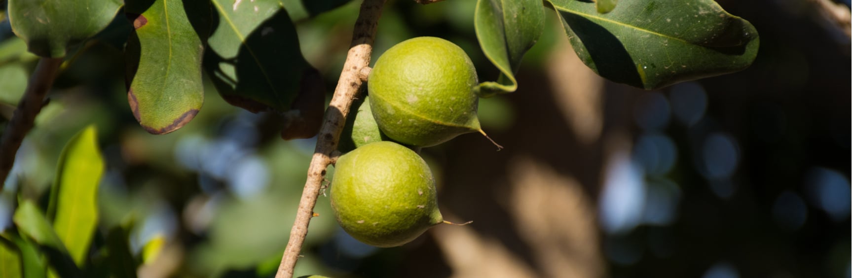 Macadamia tree - why are macadamia nuts so expensive