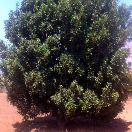 tasty healthy sustainable macadamia nuts