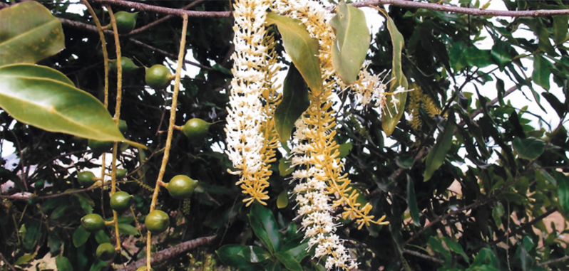 tasty healthy sustainable macadamia nuts