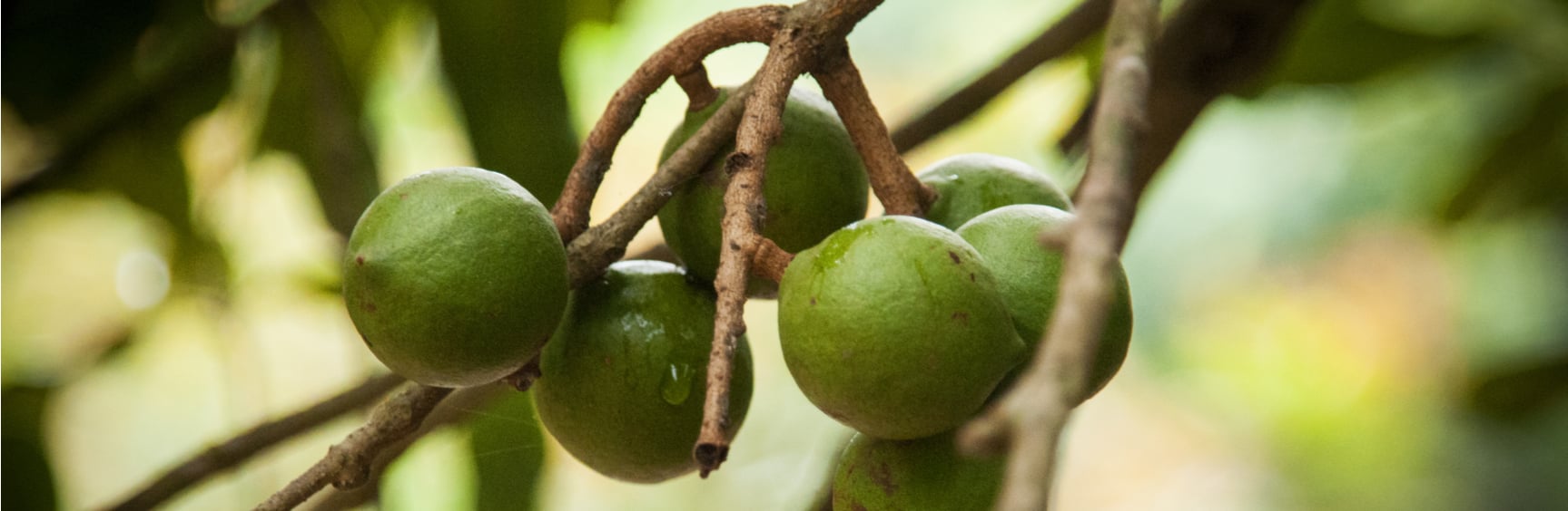 tasty healthy sustainable macadamia nuts